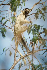 Verreauxs Sifaka - Propithecus verreauxi or White sifaka, primate in the Indriidae, lives from rainforest to dry deciduous forests of western Madagascar, sitting and feeding on the tree