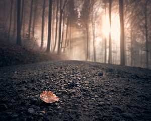 Einzelnes dürres Buchenblatt auf einem Waldweg. Im Hintergrund scheinen Sonnenstrahlen durch den leichten Nebel. Schönes Trauerbild.