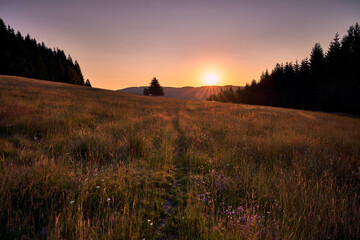 Morgenwanderung bei Sonnenaufgang durch eine Magerwiese im Schwarzwald.