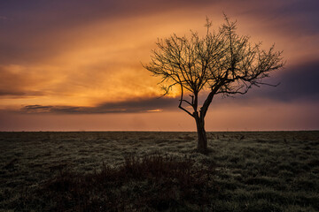Fototapeta na wymiar Silhouette eines einzelnen knorrigen Baums auf einer Wiese. Schönes Wolkenbild am Abendhimmel. Warme entspannende Farben.