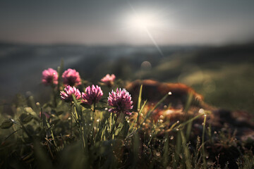 Rotklee leuchtet bei Sonnenaufgang. Unscharf im Hintergrund die Hügellandschaft bei Neuheim, Zug....