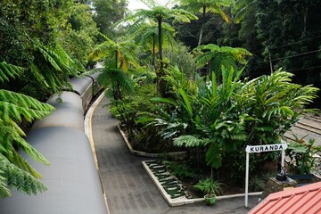 The Kuranda Scenic Railway steam train, surrounded by rainforest foliage —  at the station platform awaiting passengers for its return trip to Cairns Station; Far North Queensland, Australia