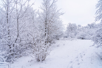 Trees in the snow. Winter background, selective focus