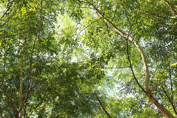 tree branch with leaves and the sun shining through the leaves