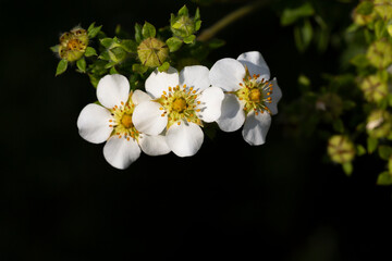 wild strawberry flowers close-up, selective focus. Natural Floral summer background.