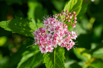 Verbena bonariensis flowers (Argentinian Vervain or Purpletop Vervain, Clustertop Vervain, Tall Verbena, Pretty Verbena) close up