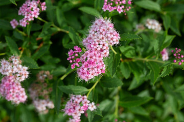 Verbena bonariensis flowers (Argentinian Vervain or Purpletop Vervain, Clustertop Vervain, Tall Verbena, Pretty Verbena) close up