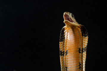 Close up portrait of a king cobra ophiophagus hannah spreads its hood on a defensive position on...