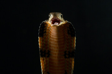 Close up portrait of a king cobra ophiophagus hannah spreads its hood on a defensive position on...