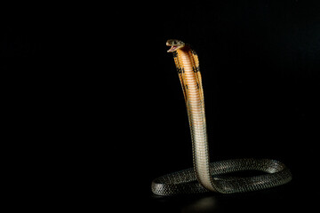 Full body portrait of a king cobra ophiophagus hannah spreads its hood on a defensive position on...
