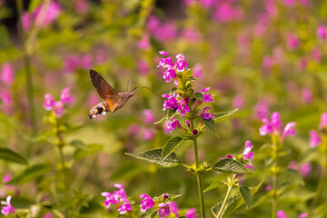Fototapeta premium Der hungrige Falter