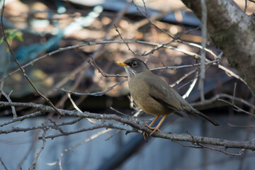 Zorzal (Turdus falcklandii) en otoño posando en los árboles.  