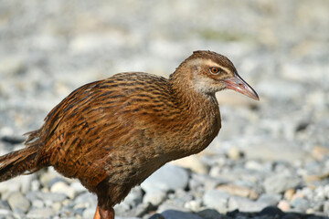 New Zealand weka (Gallirallus australis)