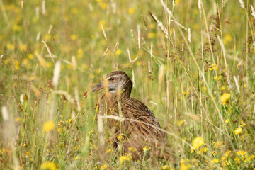 New Zealand weka (Gallirallus australis)