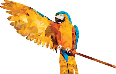 blue and yellow macaw © Pontieri