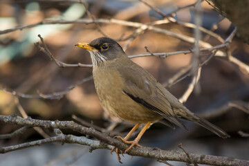 Zorzal (Turdus falcklandii) en otoño.