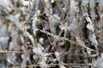 transparent ice drops on grass