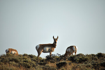 Pronghorn In Colorado Field 