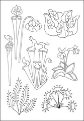 Carnivorous plants. Set of vector botanical decorative elements in black and white, contours and different forms of tropical leaves, silhouettes of leaves.