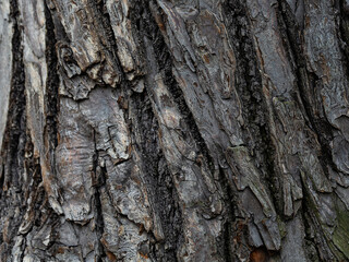 Embossed texture of tree bark. Tree trunk with natural bark patterns on the surface. Natural wood background. Closeup side view.