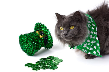 Closeup cute grey cat in green bandana sitting beside St. Patricks Day party hat and lucky coins