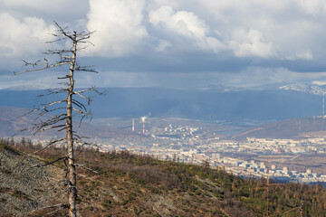 Obraz premium View from the mountain to the city of Magadan. Dry tree in the foreground. Autumn season. Beautiful nature of Siberia and the Russian Far East. Travel and tourism in the Magadan region. Russia.