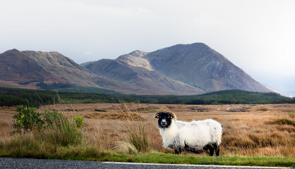 sheep standing on brown fields looking into the camera. West Coast of Ireland, high mountains in...