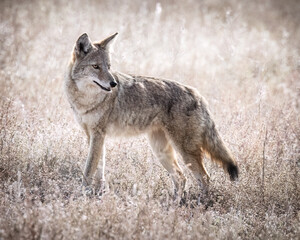 Coyote (canis latrans) standing broadside in field looking back Colorado, USA