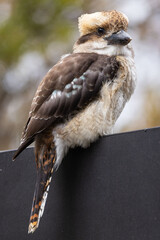 Young Kookaburra visiting a garden in Victoria Australia