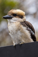 Young Kookaburra visiting a garden in Victoria Australia
