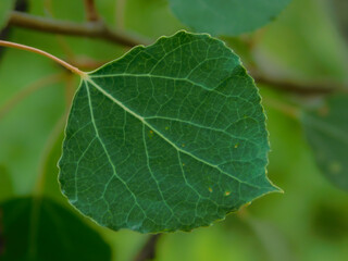 Aspen Leaf