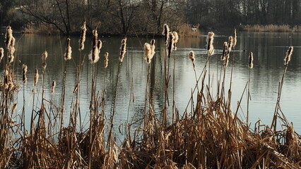 Jezioro Dzierżno Małe
