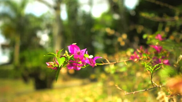 hojas rosadas  de veranera en primavera