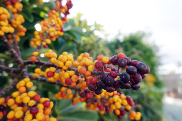 Kleine Strahlenaralie - Schefflera arboricola, Fruchtstand