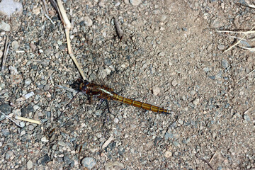 Rahmstreif Blaupfeil,Weibchen (Orthetrum chrysostigma)