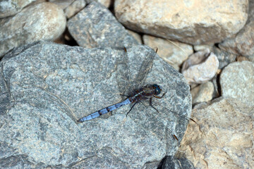 Rahmstreif Blaupfeil Männchen (Orthetrum chrysostigma)