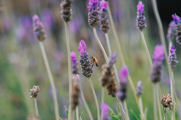 Abeja libando flores de lavanda