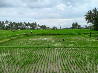 Fototapeta na wymiar View Of The Rice Fields When People Work In The Fields