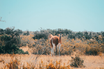 Guanaco en Patagonia