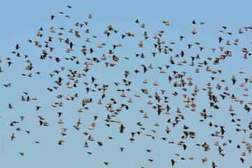 Large invasive flock of European starling birds in flight