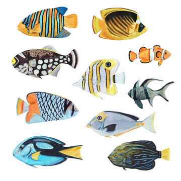 Big set of colorful tropical coral fish isolated on white background. Watercolor illustration for design