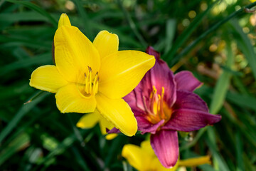 Yellow Lily flowers, close up. Flower spring background