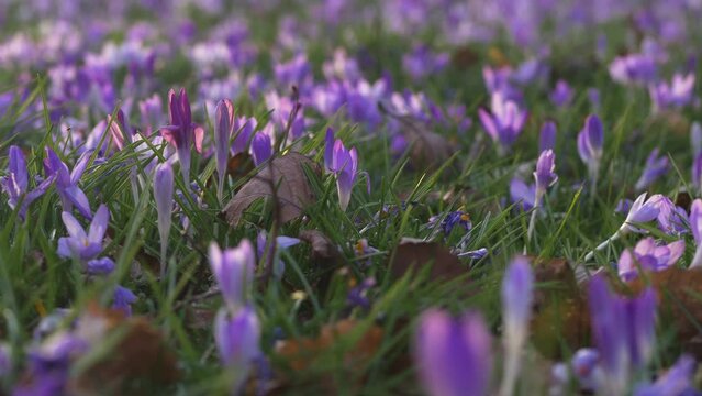 many wild crocus flowers amongst grass and fallen leaves, pretty light, camera tracks right then left