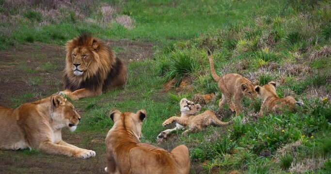 African Lion, panthera leo, Group with Male Female and Cub, Real Time 4K