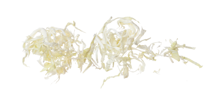 Cabbage fly in mid air, green fresh vegetable cabbage cut chop slice food. Organic fresh vegetable with eaten leaf of cabbage falling, close up texture. White background isolated freeze motion