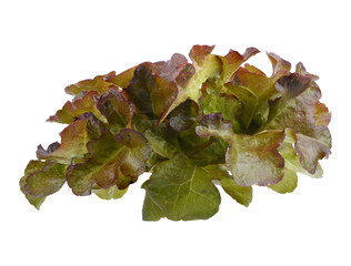 Red oak transparent png