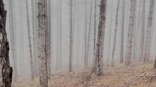 Doberman Pinscher Dog Running In The Foggy Pine Forest