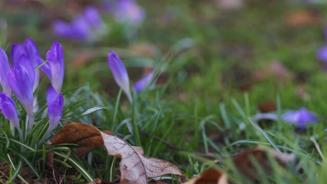 bright purple crocus flowers, camera tracks pass them left and back right