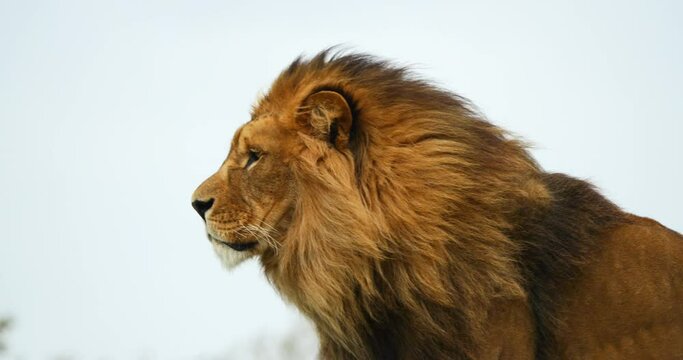 African Lion, panthera leo, Male the Mane in the Wind, Real Time 4K