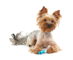 Cute Yorkshire Terrier with toothbrushes on white background